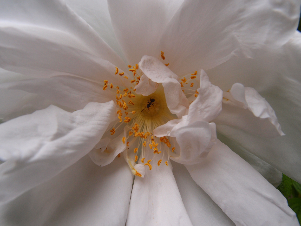 2019-06-14 wendel - der Garten